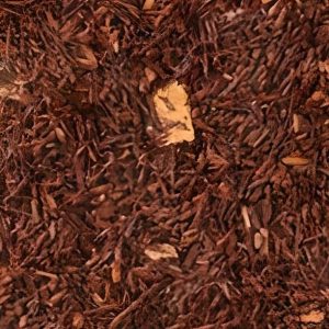 Rooibos Earl Grey